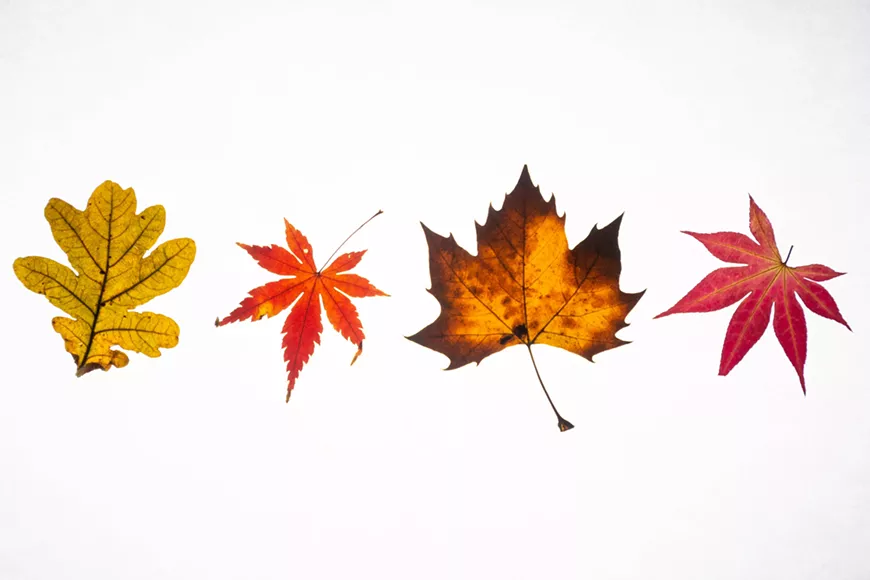 32._diy_fall_decor_photo_by_lucas_george_wendt_via_unsplash.webp