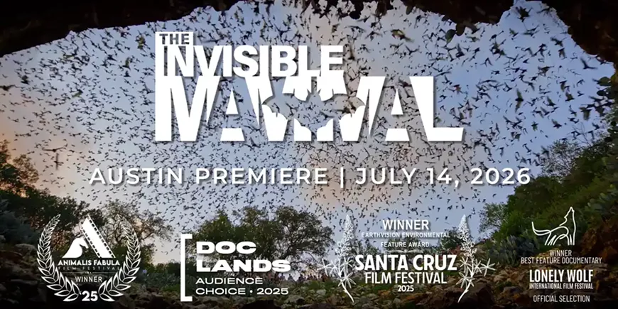 43._the_invisible_mammal_poster.webp