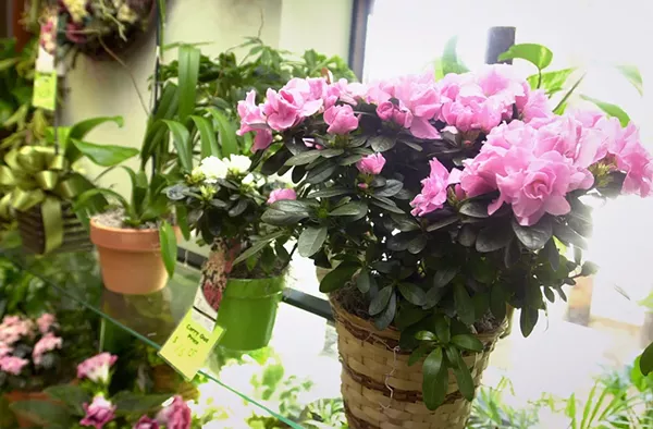 Florist