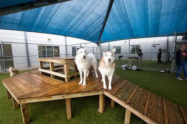 Doggie Day Care