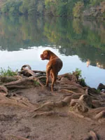 Best Doggy Hookup