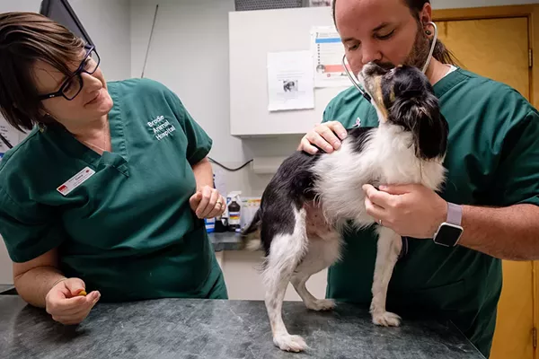 Best Veterinarian