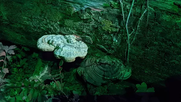 Best Way to Connect Your Inner Fungi Nerd With Nature