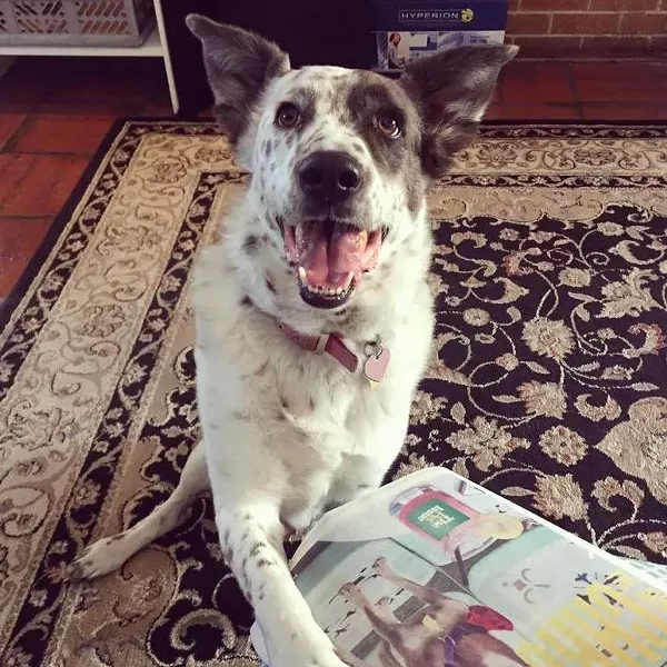 Best Dog