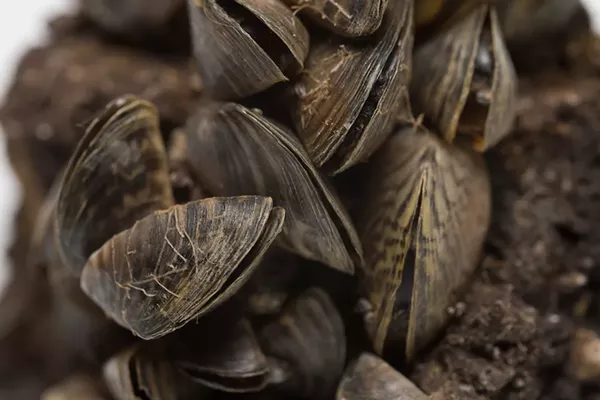 Most Hostile Takeover by a Highly Invasive Underwater Species