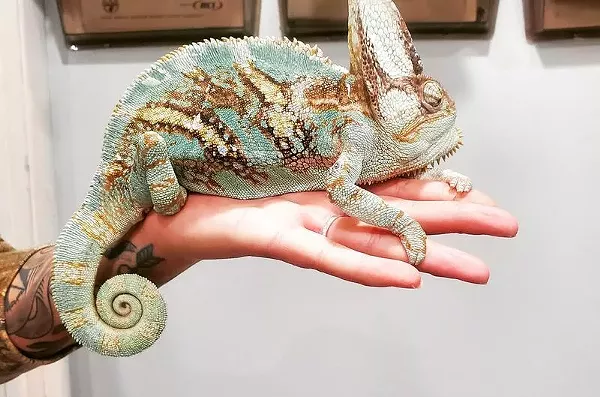 Best Total-Package Care for Exotic Fur (and Furless) Babies