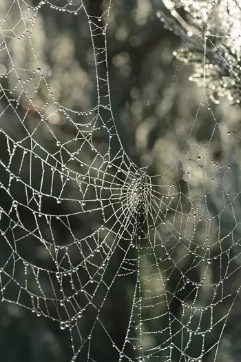 Image: Web of Lesbians