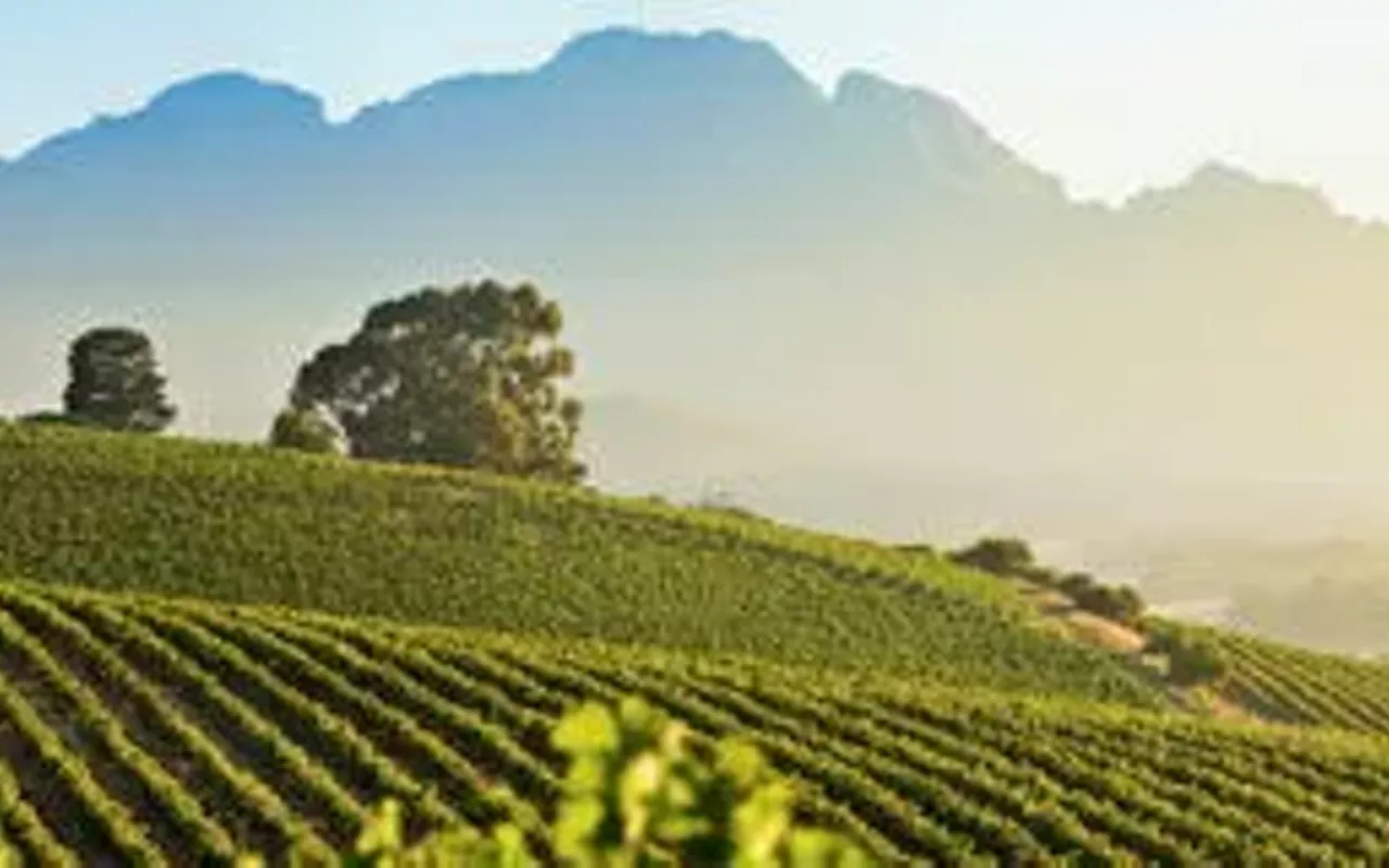 Image: WINES OF SOUTH AFRICA TASTING EVENT