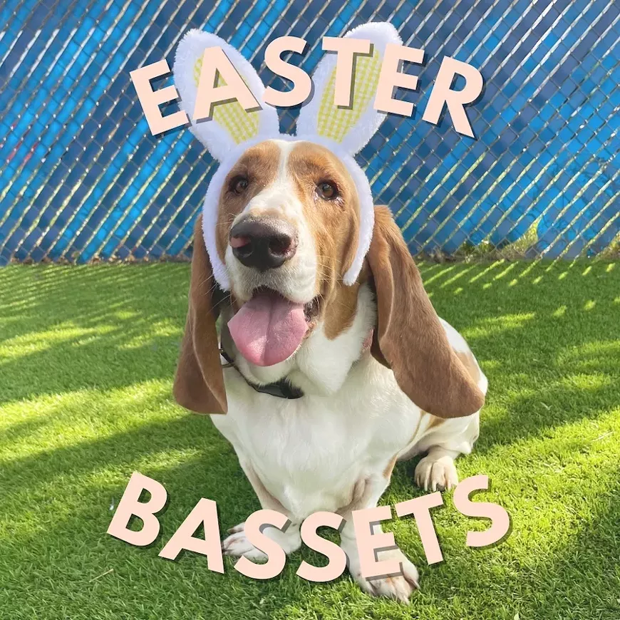 easter_bassets.webp