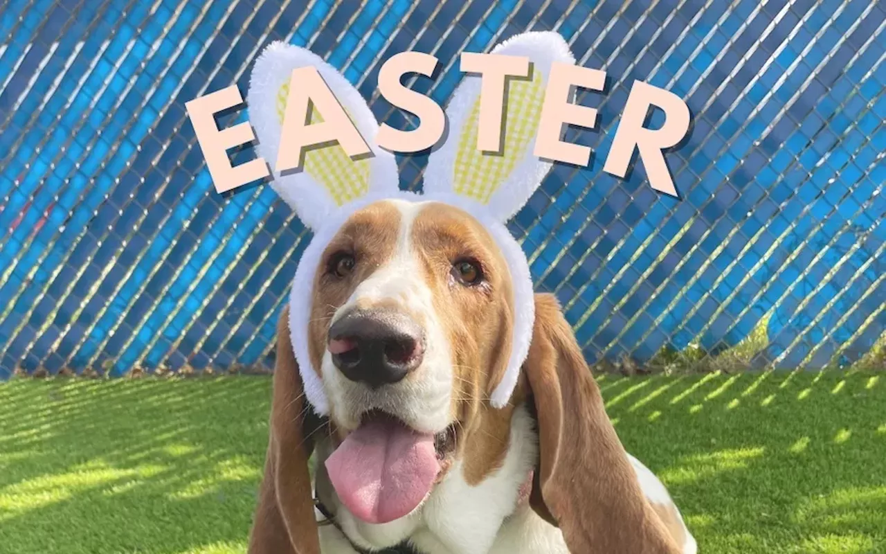 Image: Yard Bar: Easter Bassets